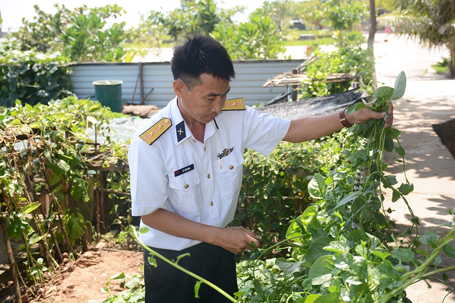 Rau mồng tơi được cán bộ, chiến sĩ trên Đảo Trường Sa Đông trồng xanh mướt.